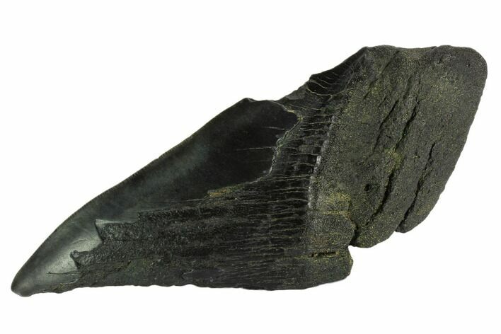 Partial Fossil Megalodon Tooth - South Carolina #121272